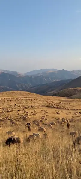 ortadağ cemal Yurdu🕊✌