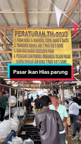 Pasar ikan hias parung tanggal 15 September 2025 #pasarikanhiasparung  #ikanhias  #pasarikan 