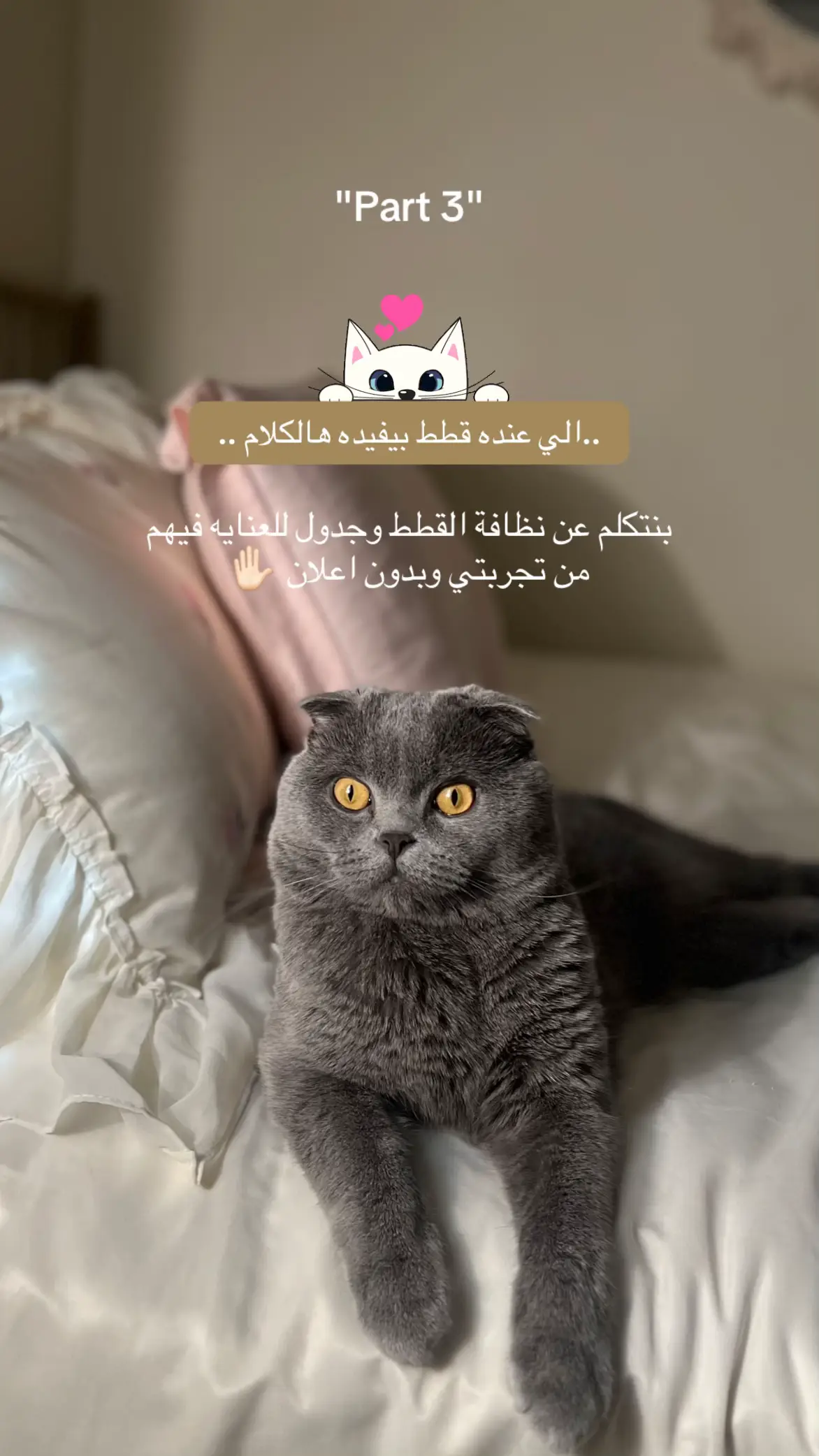 تعبت وانا اسوي المقطع انشروه للفايده 🥲🤍 #قطط #سكوتش_فولد #cat #بيطري #اكسبلورexplore 