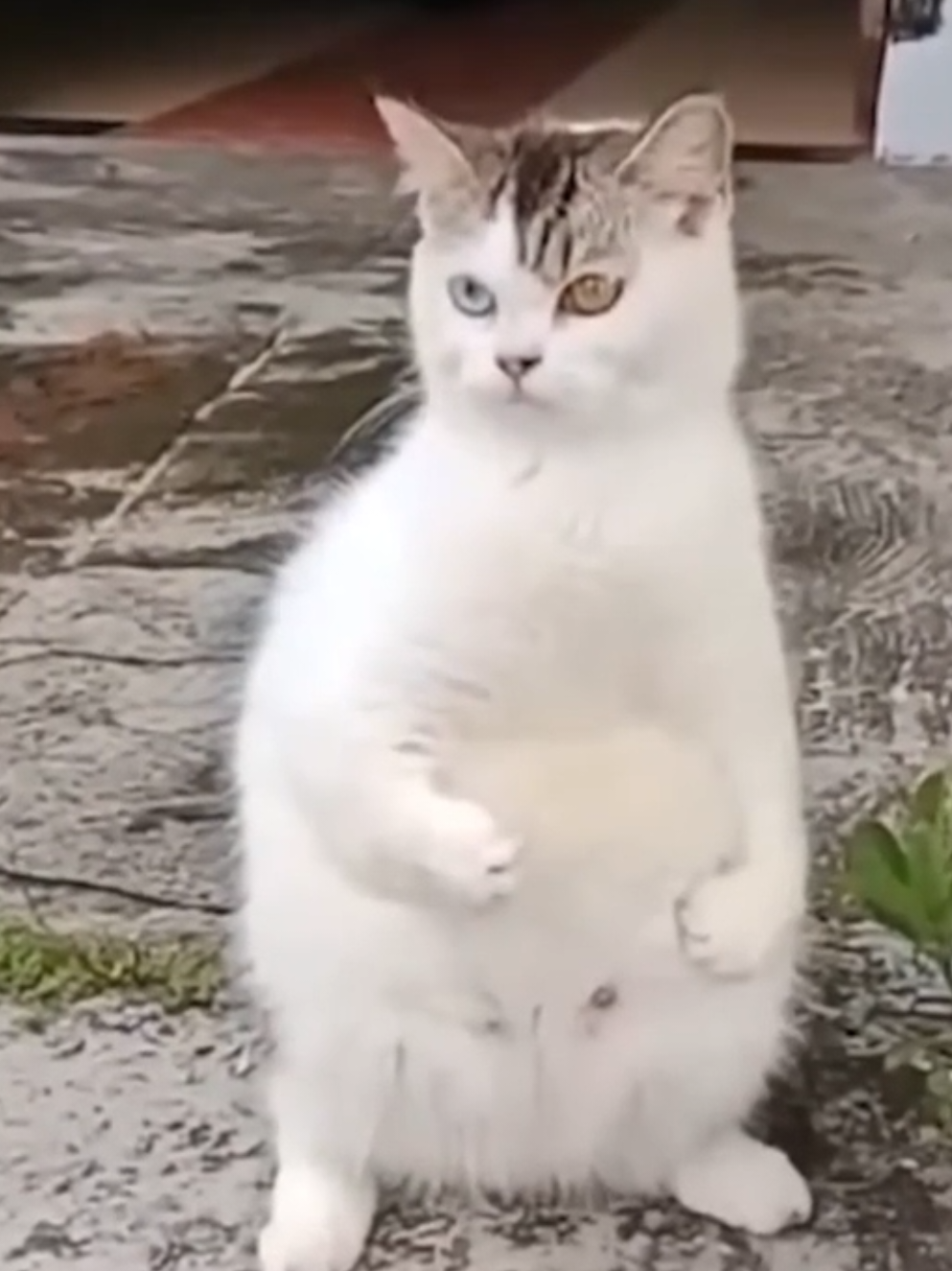 JANGAN 🤣 TOP 4 DUBBING DEMIK ANIMAL Boy dubbing Kucing @Demik Animal Official #demikanimal #dubbing #kucinglucu  #dubbinglucu #fyp