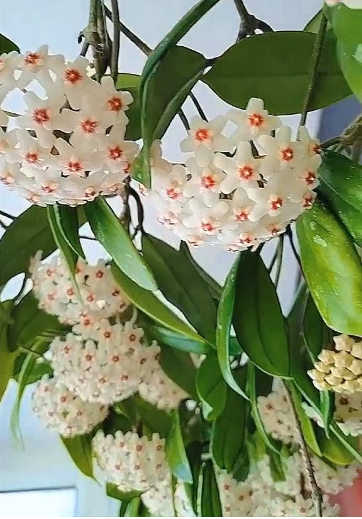 Lan Cẩm Cù🌸🌸 Loại hoa ưa bóng râm, có thể trồng trang trí trong nhà nhé🥰 #hoadep #hoacaycanh #hoaleogian #caytrongnha #lancamcu 