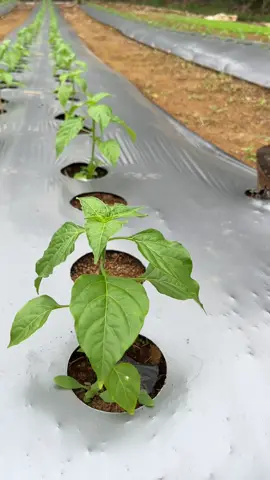 Mempercepat pertumbuhan tanaman cabe menggunakan ZPT SAGAMAX #cabe #petani #pertanian #petanimuda #petanimilenial 