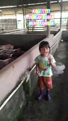 ekpresi yang ngiklan kok lucu...  ngiklan piggy, tapi takut dengar suaranya...  #peternakbabi  #pemula  #kids  #lucu  #janganlupabersyukur 