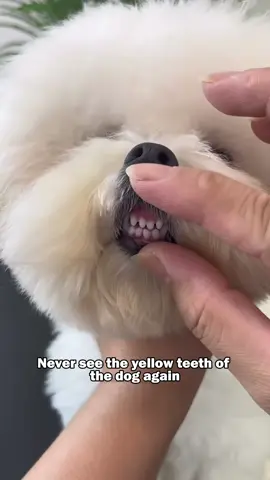 If your dog doesn't like brushing its teeth and has bad breath, then give it probiotic teeth-cleaning water! #Recommended products 🔥