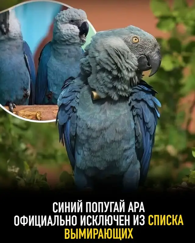 В прошлом году пришли потрясающие новости для защиты природы — ара Спикса, также известный как «малый голубой ара», официально больше не считается вымершим в дикой природе. Когда-то их считали навсегда потерянными из-за вырубки лесов и нелегальной торговли животными в Бразилии, но эти яркие голубые попугаи сделали невероятное возвращение 🐦🇧🇷 Благодаря многолетним международным программам по разведению и аккуратным проектам по возвращению в природу, стаи ара Спикса снова свободно летают в своих родных местах. Эта вдохновляющая история успеха — редкий пример того, как вид удалось вернуть с грани исчезновения.#рекомендаци #fyp #врекомендации #fouryou 