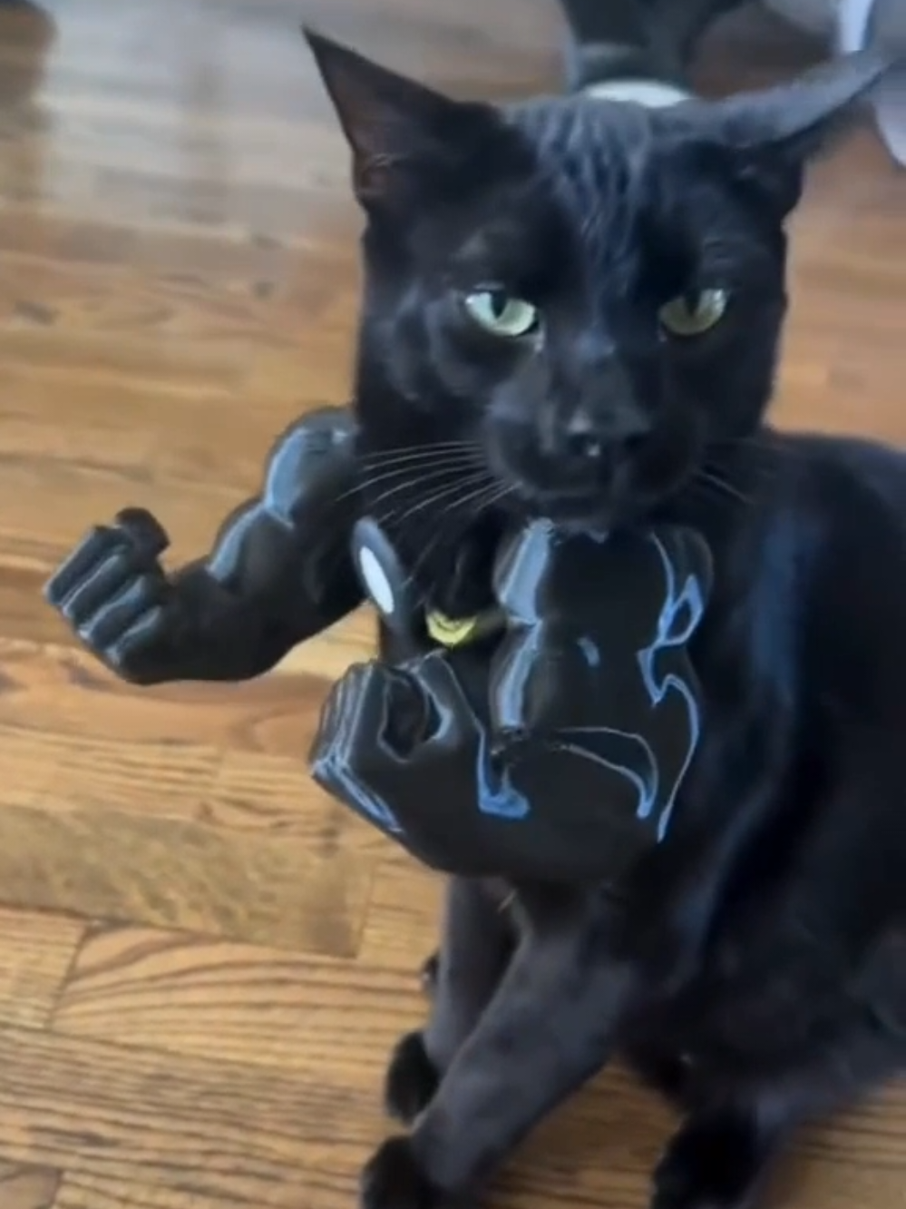 Funny cat 😂  Try not to laugh #funnycat #cat #funnyvideos k #funny #catsoftiktok 