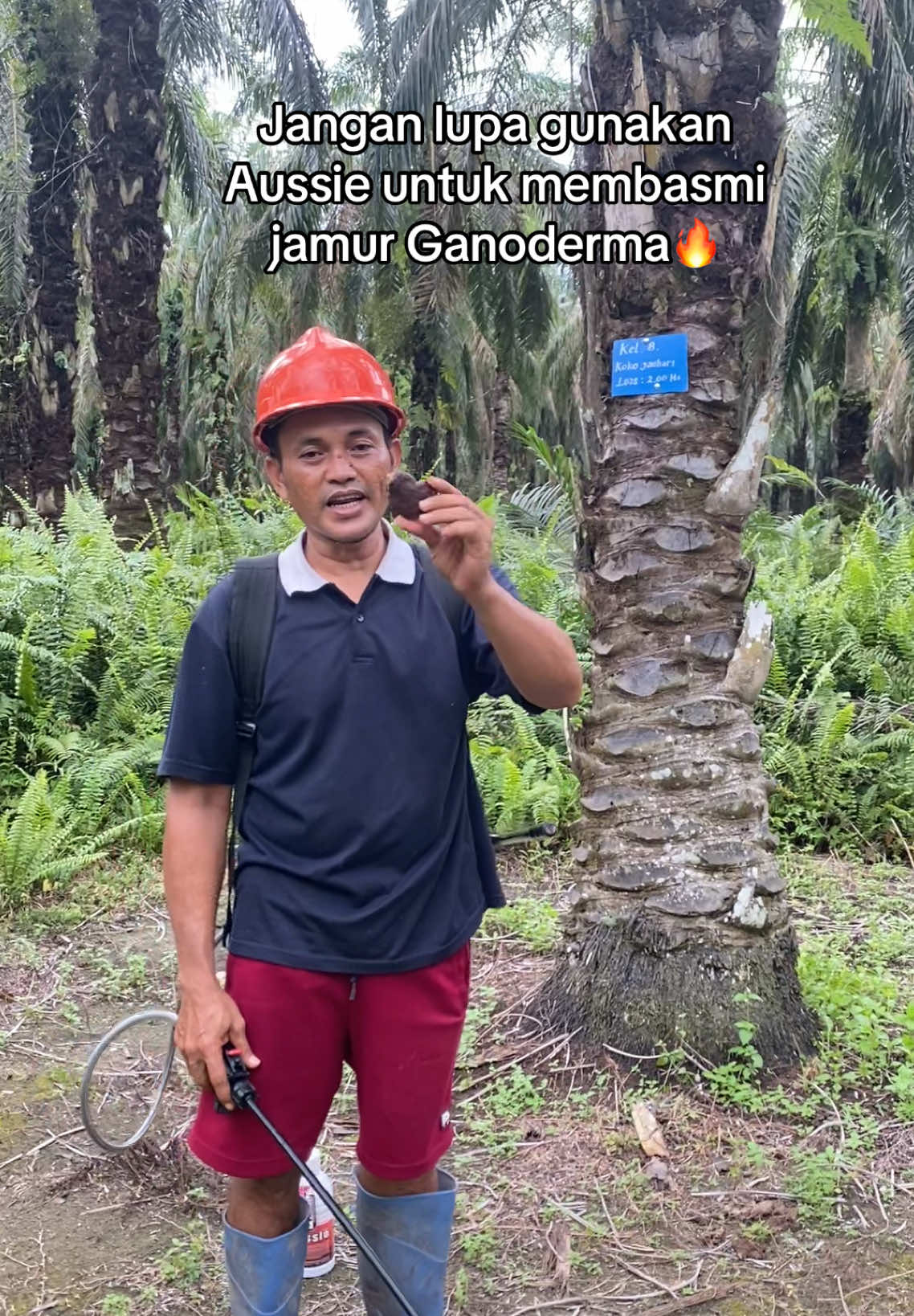Jangan lupa gunakan Aussie untuk membasmi jamur ganoderma di pohon sawit #sawitontiktok #sawitindonesia #petanisawit #sawitmalaysia #ladangsawit 