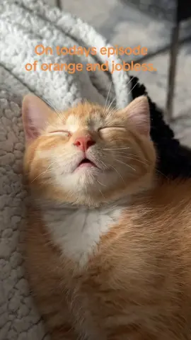 Paying no bills, and sleeping all day is hard 🧡 #orangecat #cat  #kitten 