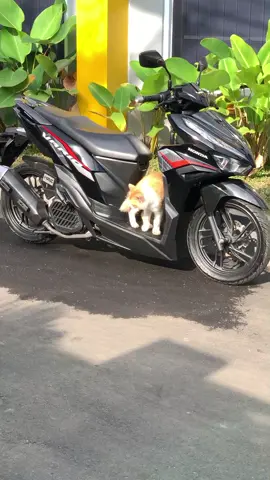 candu soundnya euyy😭 #vario #fyp #fypage #4u #cat 