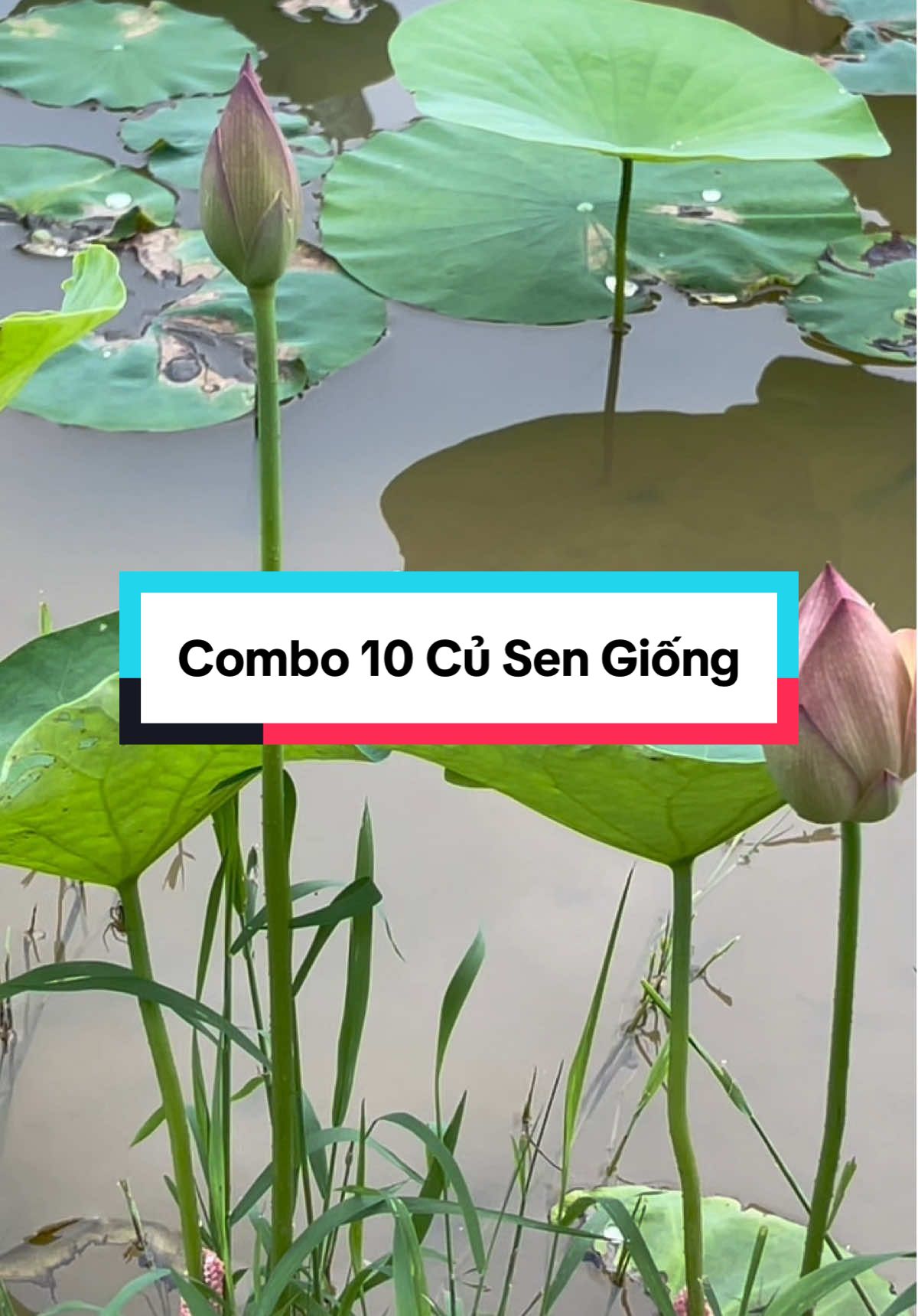 Trồng hoa sen bằng củ nhanh có hoa hơn. #cugionghoasen #hoasen #cuhoasen #cugiongsen #combo 