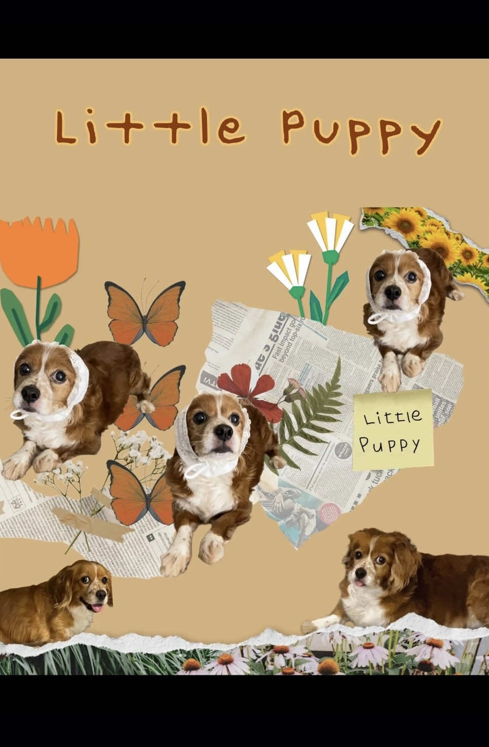 🐶 ki:ssy (키씨) - Little Puppy (English Ver.) 🐶 🎀OUT NOW🎀 풀버전은 모든 음원 사이트에서 감상하실 수 있습니다.  It’s out now on all music platforms. #littlepuppy #puppy #리틀퍼피 #신곡 #추천 