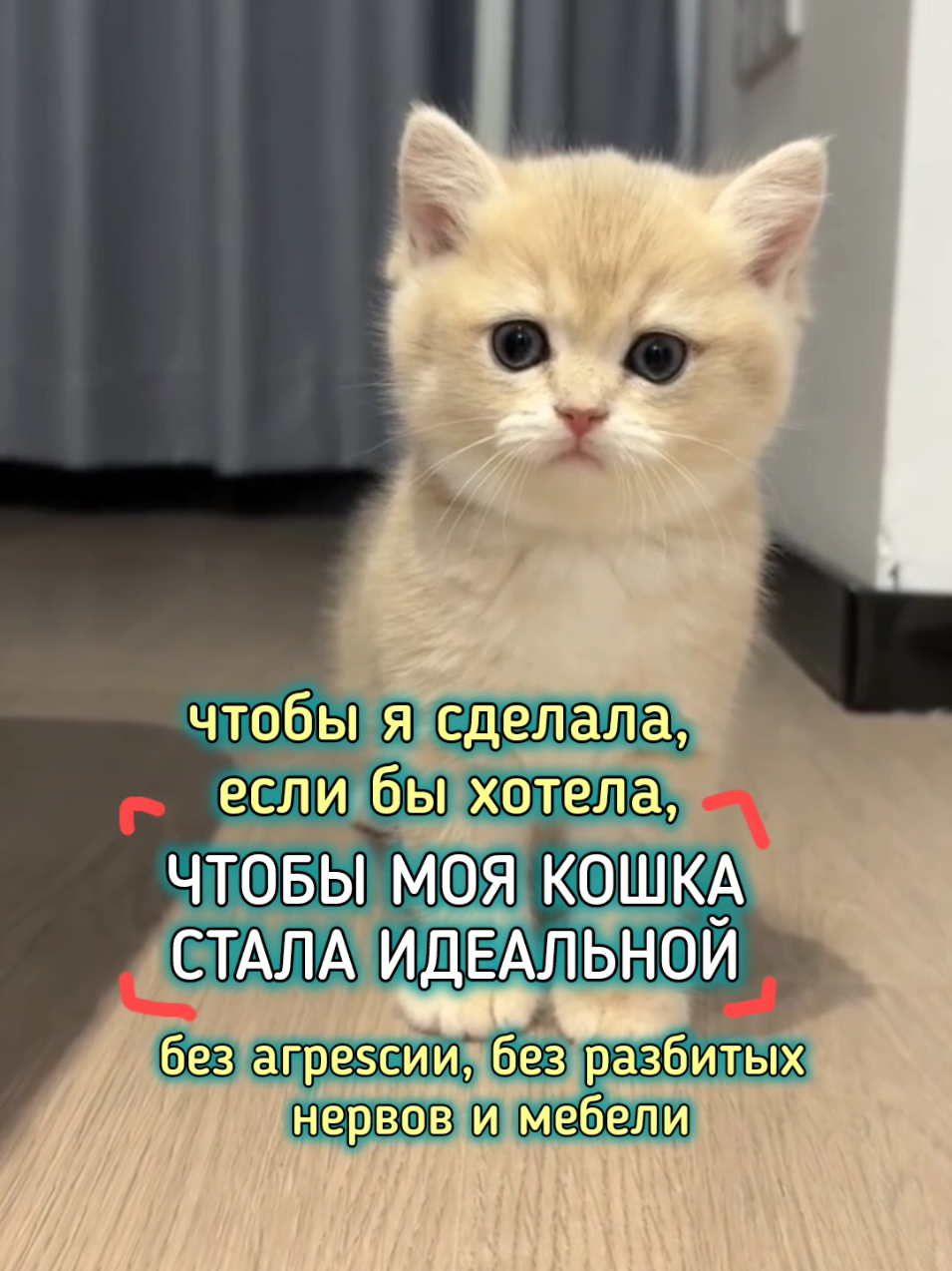 Чтобы я сделала, если бы хотела, чтобы моя кошка стала идеальной Без агреsсии, без разбитых нервов и мебели.