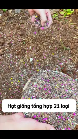 Hạt giống hoa tổng hợp 21 loại khác nhau  #hatgiong  #hatgionghoa  #hatgionghoatonghop  #hatgionghoatonghop21loai  #caycanh 