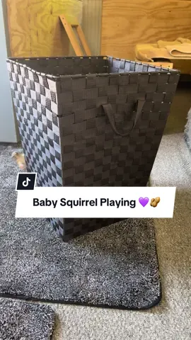 This is what it’s like raising a baby squirrel 😍🥜 #squirrelsoftiktok #fyp #animals #funnyvideos 