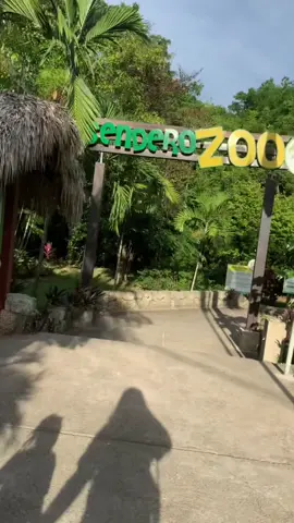 Zoodates 😌 #zoodate #animals #africa #santodomingo#souvenirs 