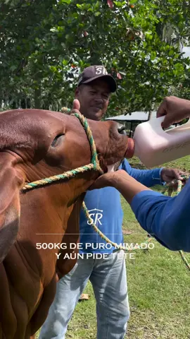500 kg de puro mimo… y aún con corazón de bebé 🐂💚 En San Rafael creemos que el amor y el cuidado se reflejan en cada detalle de nuestro ganado. #GanaderíaSanRafael #BienestarAnimal #OrgulloGanadero