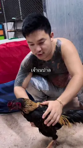 #เจ้าเนปาล #ทีเคฟาร์มอุบล 