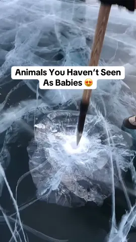 Animals You Haven‘t Seen As Babies 😍 #fyp #animal #baby #interesting #explore 