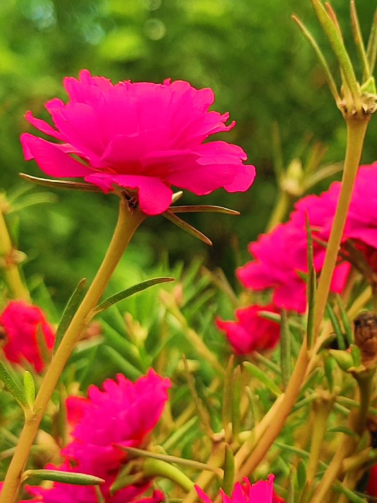 চোখের শান্তি হলো ফুল 