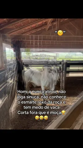 #fazenda #roça #gado #nelore #vaca 