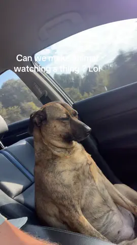 She loves riding and always gets so sleepy #dogs #funnyanimals #travisburnsofficial #fyf #fyp 