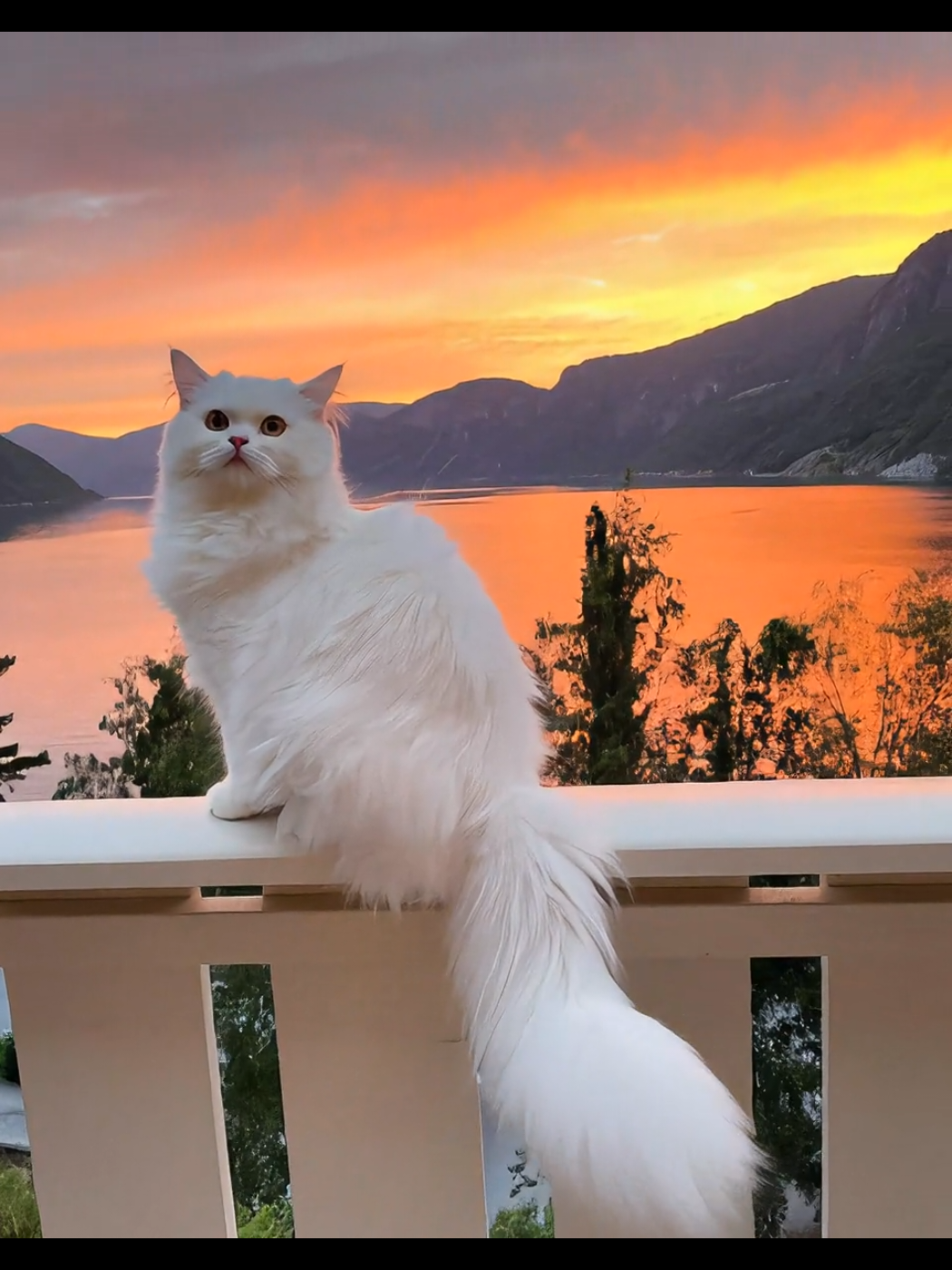 #whitecat #cat #sunset #❤️ #fyp 