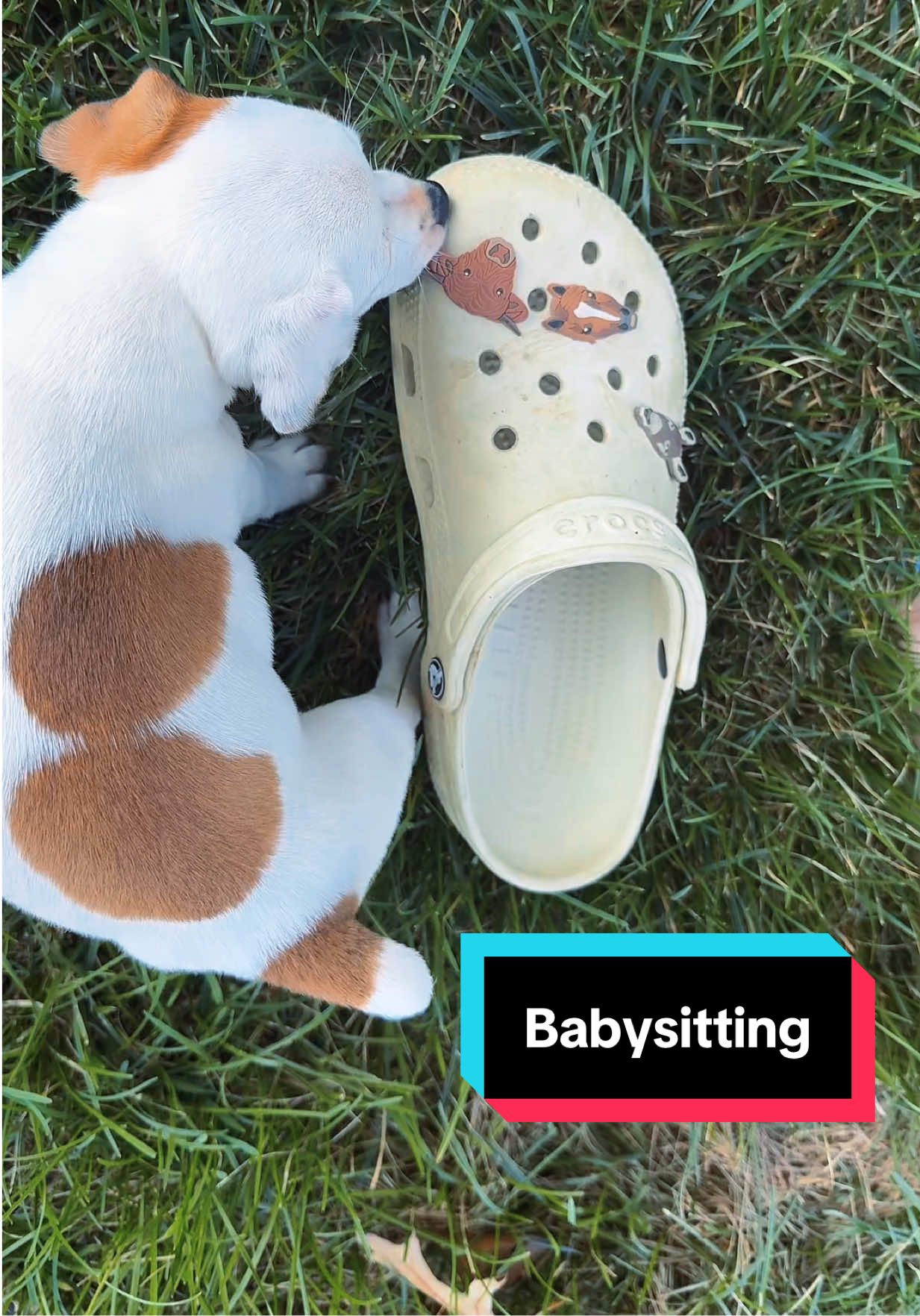 Babysitting my little sister today🐶 #jackrussellterrier #jrtpuppy #jackrussellpuppy 