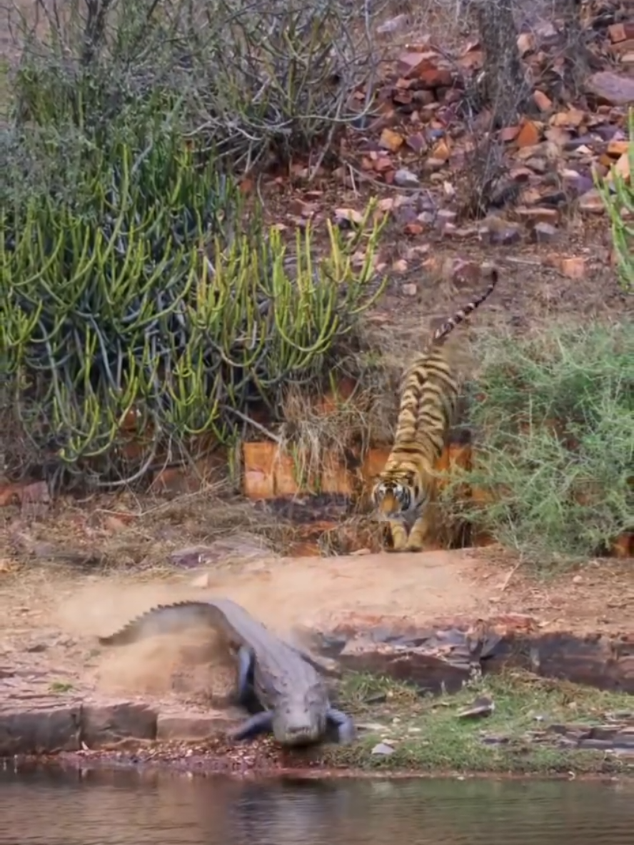 Massive Croc 🐊 Leaps Into River After Seeing Tiger 🐅! #wildlife #rawnature #tiktok #tiger #crocodile 