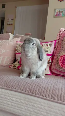 my son (rabbit i named jesse pinkman) loves ru paul # supportiveparent 💜🕯💜 #rabbit #bunny #rupaul #drag #shitpost 