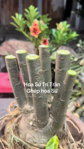 Ghép sứ #hoasutritran #ghephoasu #adenium #adeniumlovers 