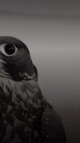 #CapCut #aljanubi_22ws #محمود_الجبلي #مشاهدات #الشعب_الصيني_ماله_حل😂😂 