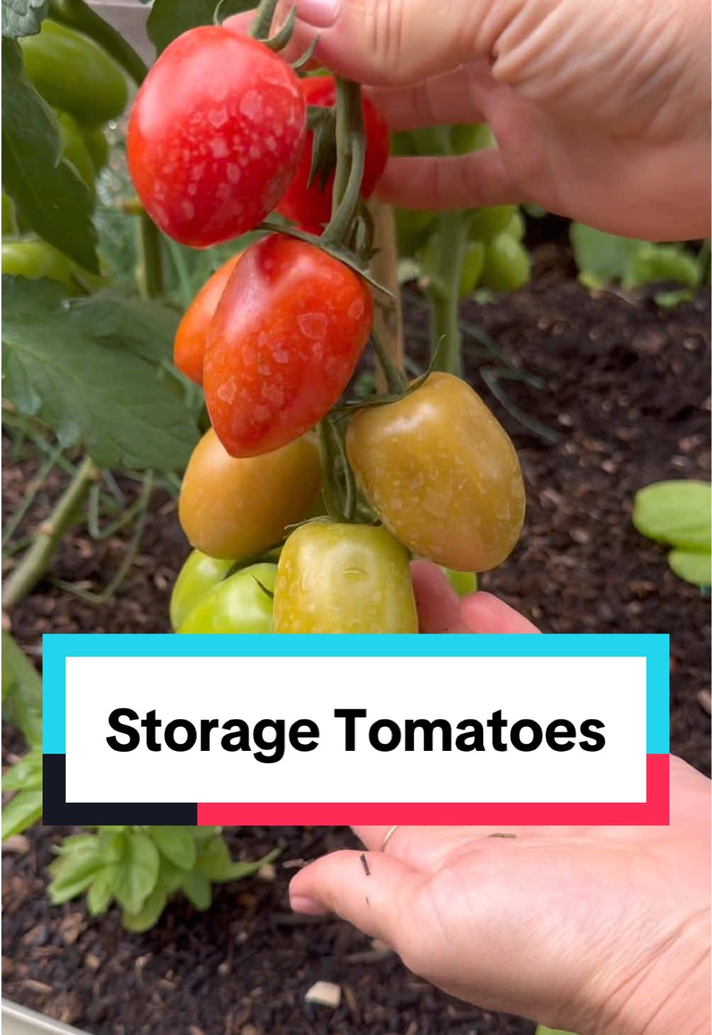 I love a good old garden experiment!  These storage tomatoes are called ‘Versuvio’ #growyourown #kitchengarden  #tomatoes 