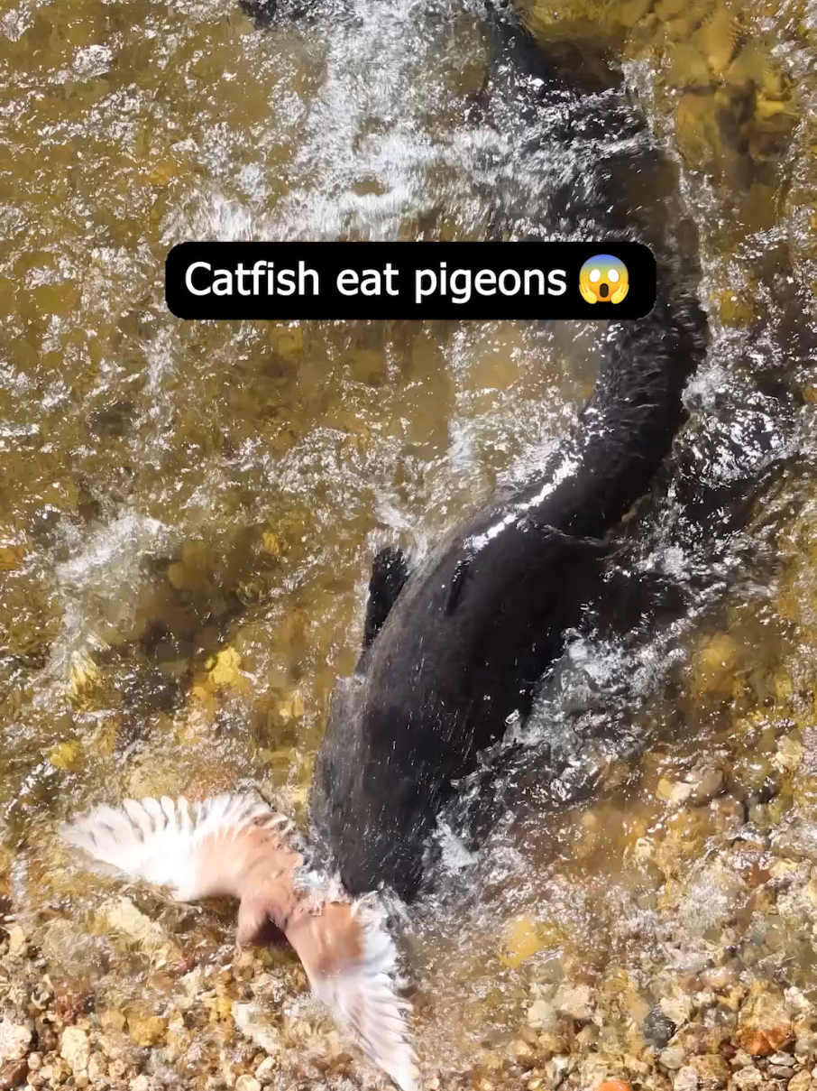 Pigeon-eating catfish 😱 This catfish came to avenge the fish under the watchful eye of the kingfisher ! #catfish #fishing #underwater #fish #underwaterworld 