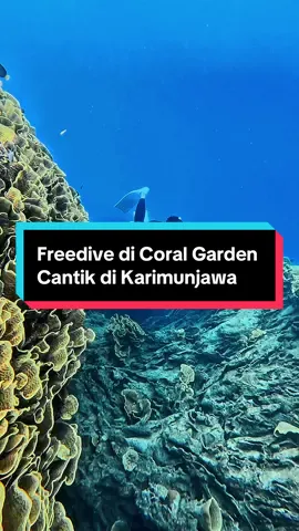 Kalian udh tau divesite ini belum ? Site yg hanya cocok di kunjungi bulan September - November aja.  #karimundes #karimundesid #freedive #karimunjawa #freedivetrip 