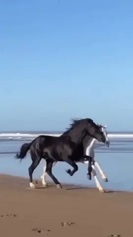 #مجرد____احساس #خواطر_من_القلب #المغرب🇲🇦تونس🇹🇳الجزائر🇩🇿 #متابعه_ولايك_واكسبلور_احبكم #fofa 