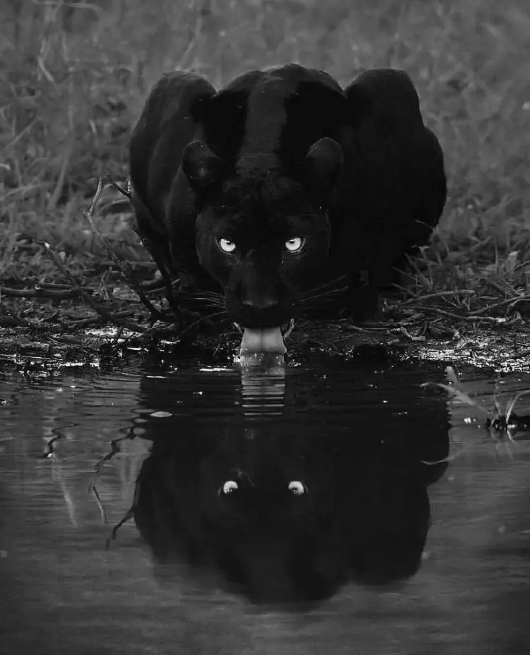 #a6 #🦎 треки/фото в ТГК