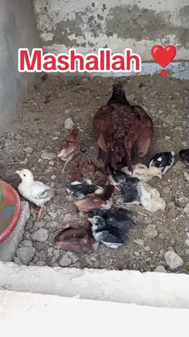 Home breed🐣🐤🐥#aseellovers #aseelmurga #mianwaliaseel #foryoupage❤️❤️ #foryoupage @💥💢FARHAN ATTA FANI 💢💥 @کنگ کبوتر باز 