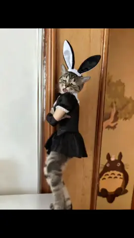 喜欢吗#dance #cat 