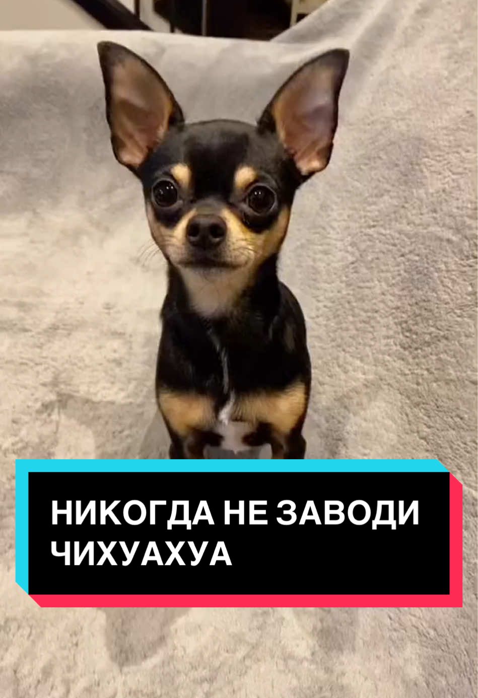 Никогда не заводи чихуахуа. #чихуахуа #собака #факты 