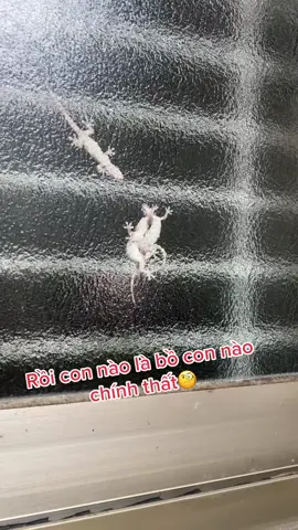 Pha ngoại tình bị bắt tại trận😀 #xuhuong #tainan_taiwan #nguoivietnamtaidailoan🇻🇳🇹🇼 