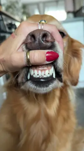 easy solution for your dogs dental health!! we always get compliments on coby’s teefers!!! 🦷🪥✨ #dogdentalcare @Pet Honesty 