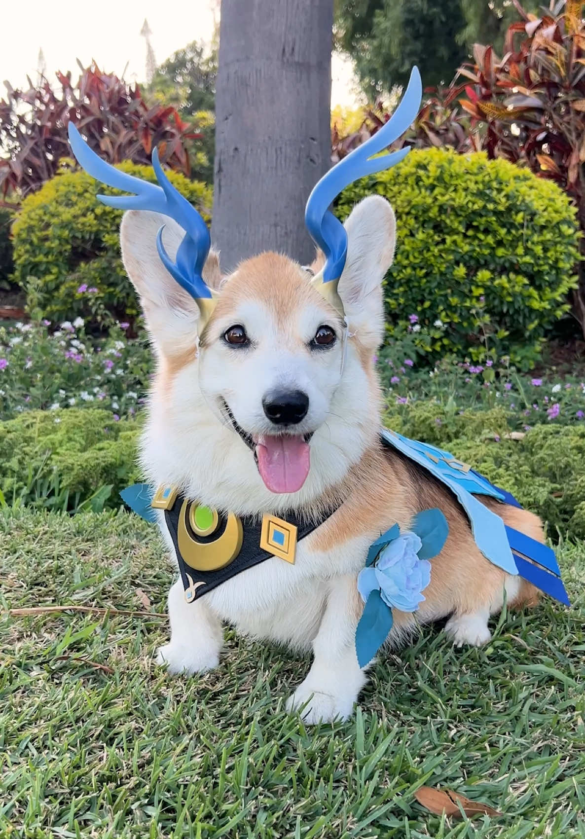 My corgi loves dressing up and I thought Lauma, the super pretty new Dendro character from Genshin Impact, would be a perfect fit! We used a 3D scanning app to create her antlers with a perfect fit, made a cute collar and cape and added Lauma’s iconic flowers to the costume! Isn't she just the CUTEST pup? What do you say? 😍  AD | Play @GenshinImpact_En , link in my bio/linktree! #ItStartsInNodKrai #GenshinHigh5 #GenshinImpact #GenshinImpactXbox Use my code AOZJ2TD5FZPV to get some extra Primogems and Adventurer’s Experience!