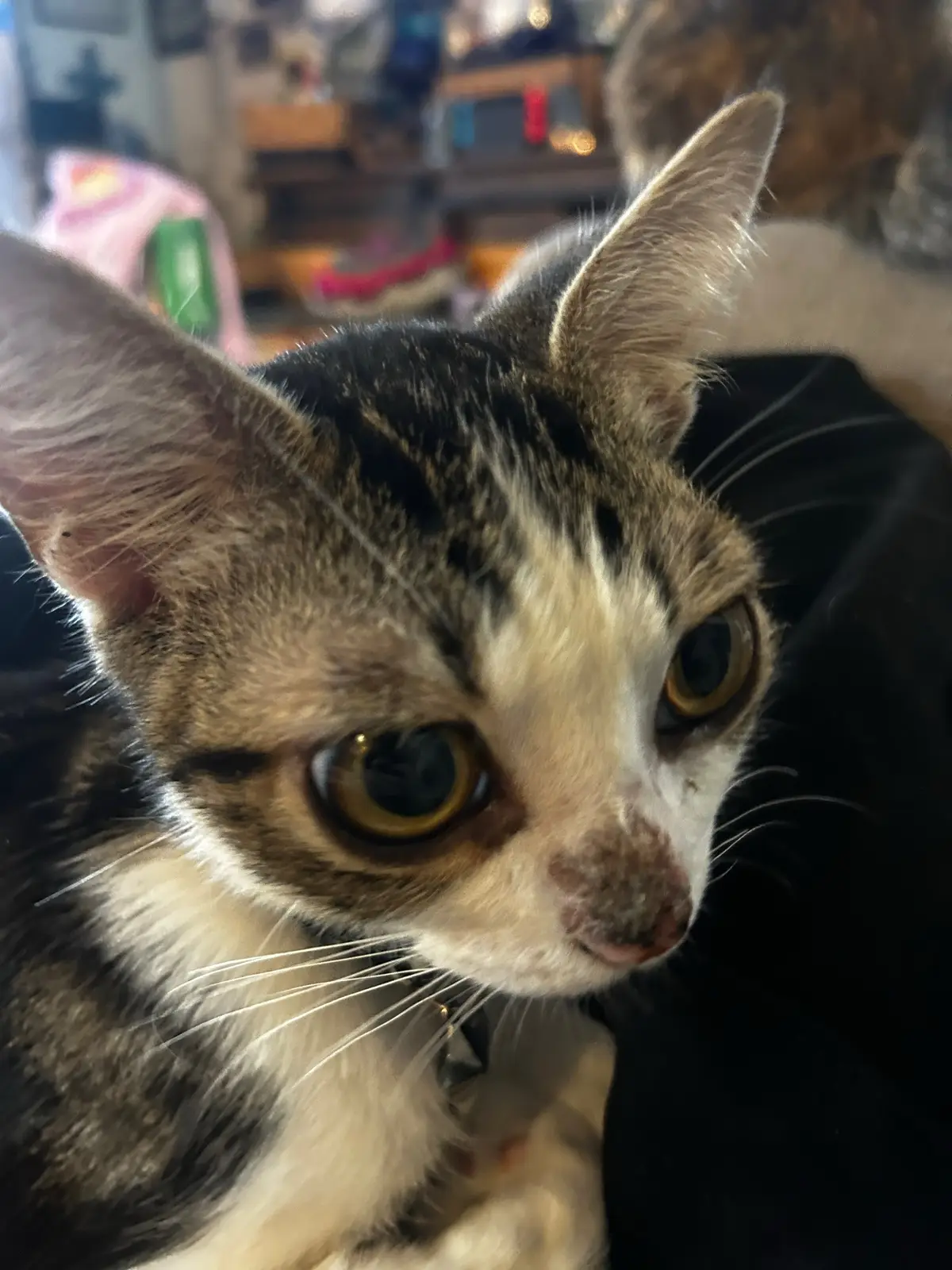 bobble js enjoying treats w his friends 🫶 #catsoftiktok #kitty #fyp #bigeyes #ilovemycat 