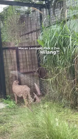 Perkara macan kabur😂 skrg harganya jd lebih murce mursida bingbing gasss liburan mbandung😍 #lembangparkandzoo #promotiktok #promobandung #macantutulkabur #explorebandung 