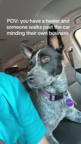 Just typical heeler things 💁🏼‍♀️🤪 #heelersoftiktok #heelertok #fypシ #dogsoftiktok #blueheelermom 