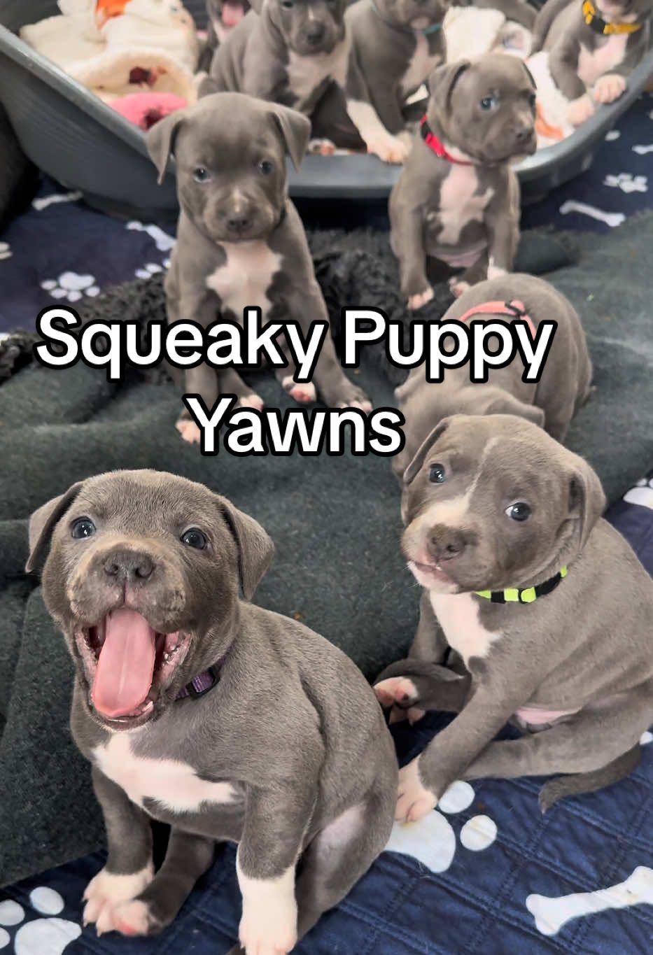 Practising squeaky puppy yawns today 🐾💙  After turning the rug upside down, Boo & Tommy’s blue Staffy puppies lined up and gave their best little squeaky yawns. I’m giving them 10/10… what’s your score? 🥹✨ Here’s the lineup: 🤍 Rocky (white) 💚 Winnie (green) 💜 Violet (purple) ❤️ Rosie (red) 🩷 Belle (dark pink) 🌸 Mona (light pink) 🤍 Mumbles (natural white) 💛 Bea “Bee” (yellow) 💙 Huxley (blue) 💚 Pip (dark green) #bluestaffy #staffypuppy #puppyyawn #PuppyCuteness #puppytok 