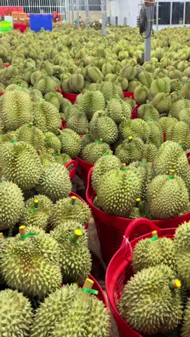 CTY THU HÀNG FULL SỐ LƯỢNG  👍BẮT HÀNG XUYÊN MÀN ĐÊM ✅ MẪU NHẸ NHƯ LÔNG HỒNG   Mại dô …. Mại dô  #full #durianlover #sầuriêng #xuatnhapkhau #fruits 