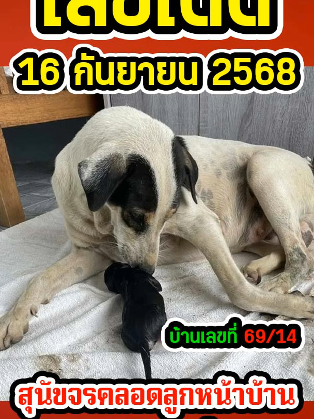 เลขเด็ด สุนัขจรคลอดลูกหน้าบ้าน ให้โชคใหญ่ บ้านเลขที่ 2 ตัวตรงๆ หาซื้อไว้ด่วน งวด 16 ก.ย.68 #เลขมงคล #หวยรัฐบาลงวดนี้ #หวยรัฐบาลไทย #หวยไทย #หวยงวดนี้ #เลขเด็ดเข้าทุกงวด #เลขเด็ดๆ #รางวัลที่1 #สลากกินแบ่งรัฐบาล #หวยสัญจร #สลากสัญจร #หวย