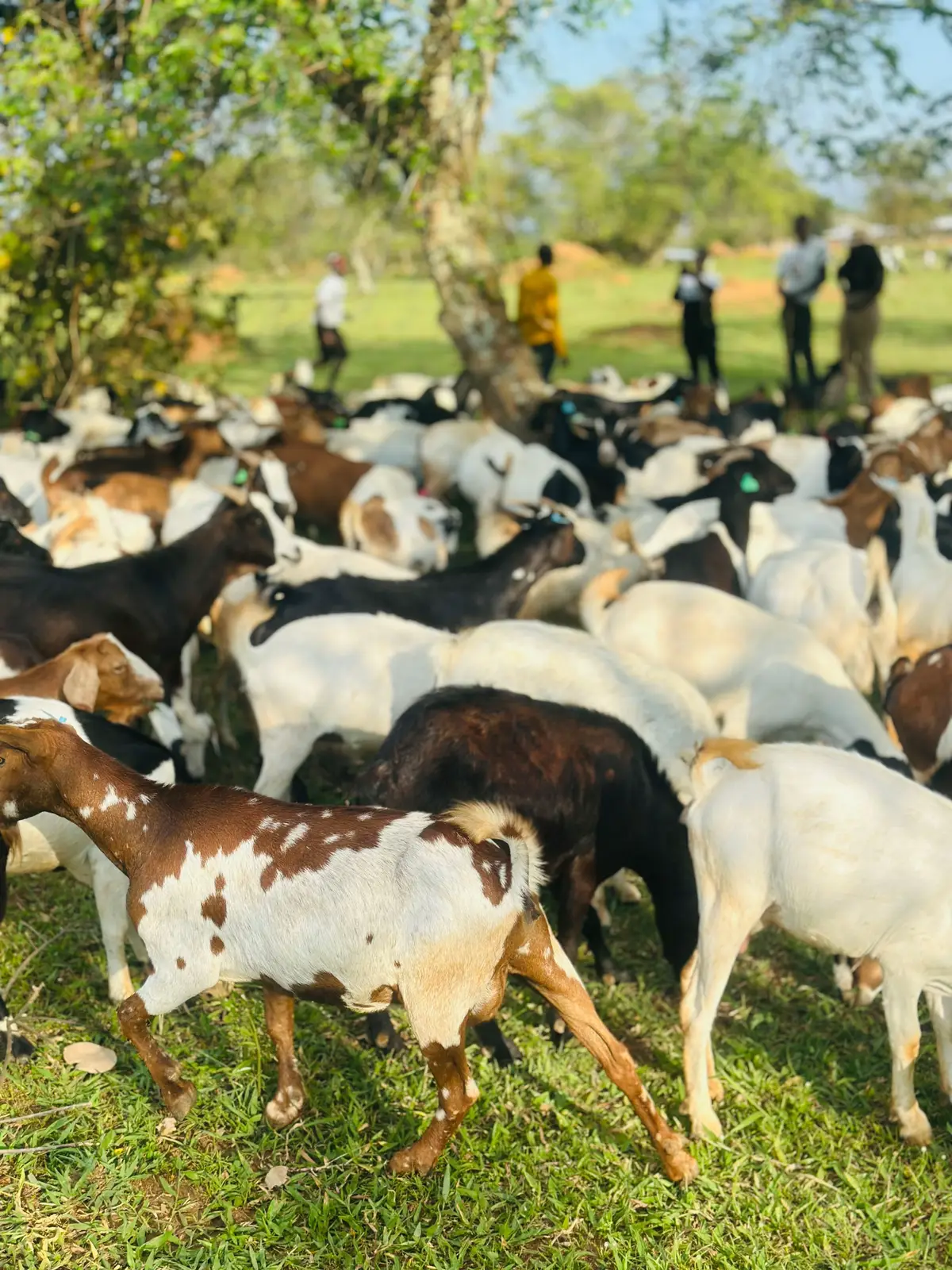 This is what behind YPA #farm #wealth #investingforbeginners #viral #goviral @OBED BEN @@Jb's TAILORED @💸💸 planned Farmer💙💙💸😊 @Charles Sempijja @Amaritsa @Baby Heavens YPA @Baby Empress official @Goats are a living factory 