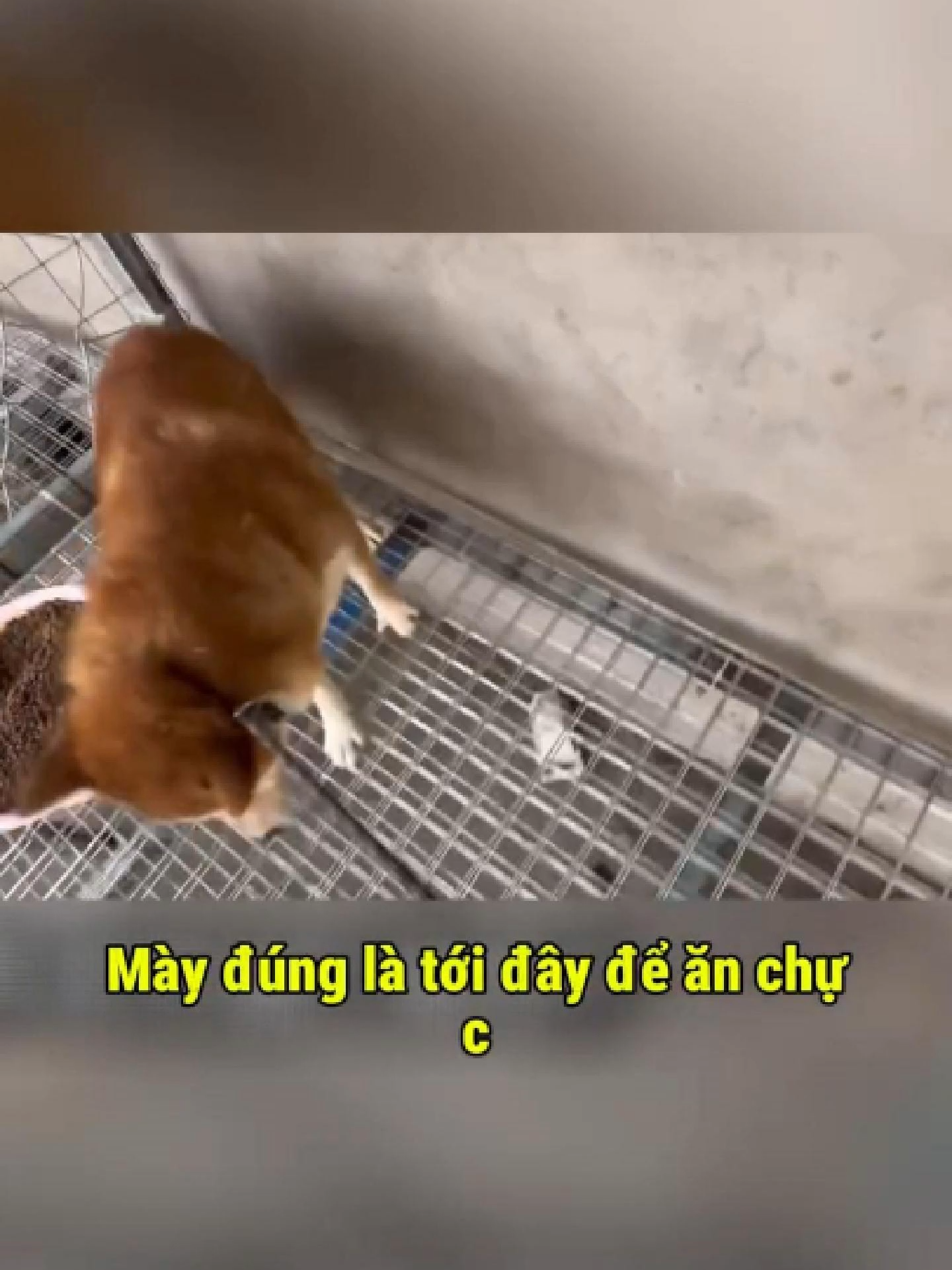 hình như mấy em shiba thích vào khu tự trị , lại là 1 em shiba nữa nha ae #xuhuongtrungquoc #viral #trungquoc #reels